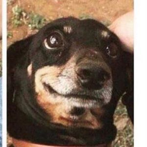 Meet your Posher, Sunny